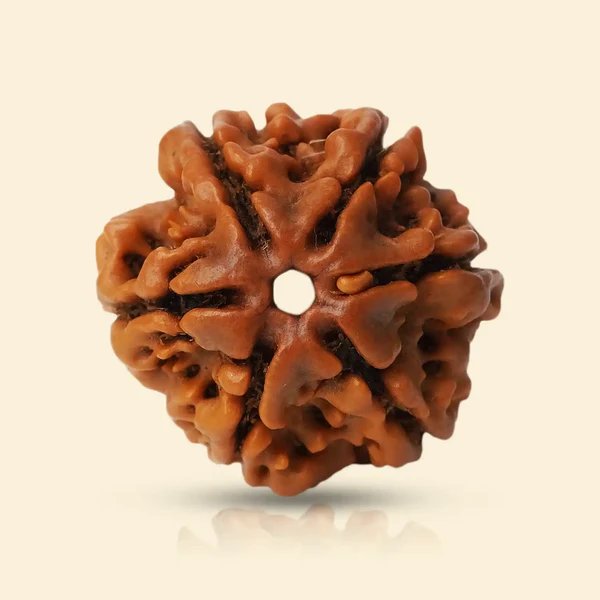 6 Mukhi